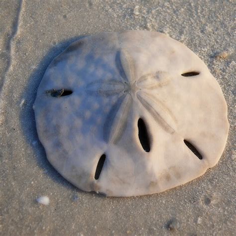 Sea Wonder Sand Dollar National Marine Sanctuary Foundation