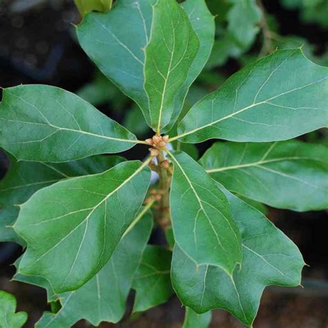 Blackjack Oak Tree Leaf