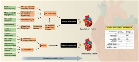 The Pathophysiology Of Systolic And Diastolic Heart Failure And The