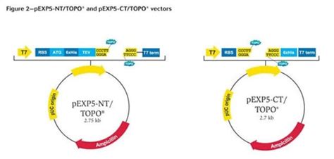 Pexp 5 Cttopo Ta Expression Kit Thermo Fisher Scientific