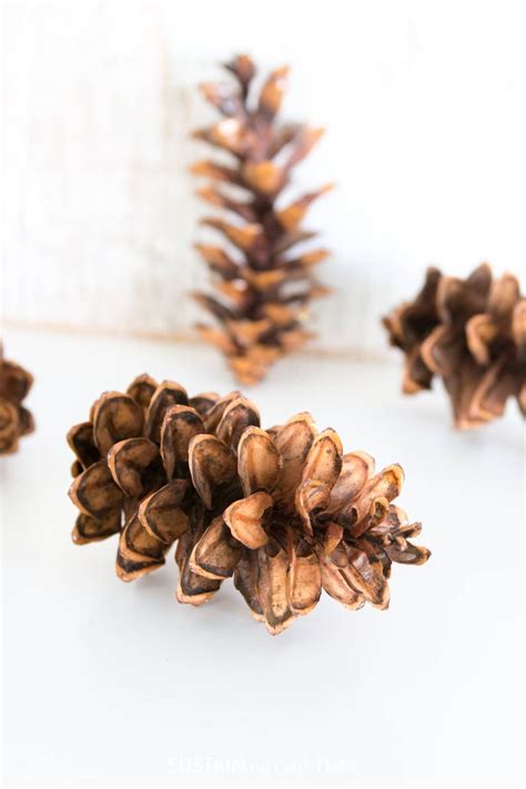 Eastern White Pine Cones 75 Large Bulk Natural Etsy Canada