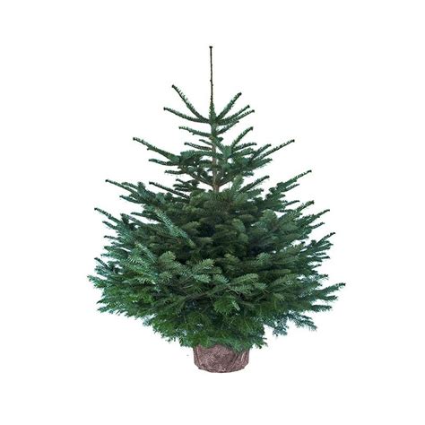 Sapin De No L Nordmann En Pot Cm Livraison Domicile