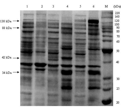 SDS PAGE Analysis Of Expressed Recombinant Proteins When Induced At 37