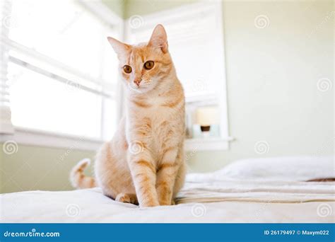 Gato De Tabby Imagem De Stock Imagem De Pequeno Relaxe