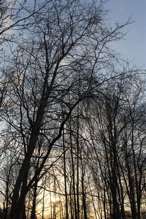 Fotos Gratis Rbol Naturaleza Bosque Rama Nieve Invierno Blanco