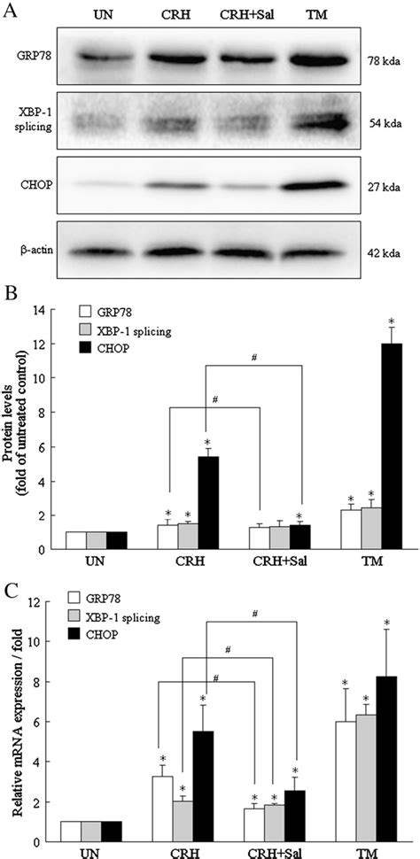 Figure From Endoplasmic Reticulum Stress Contributes To Crh Induced