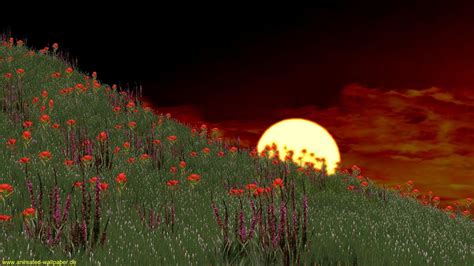 Animated Flower Wallpapers - Top Free Animated Flower Backgrounds ...
