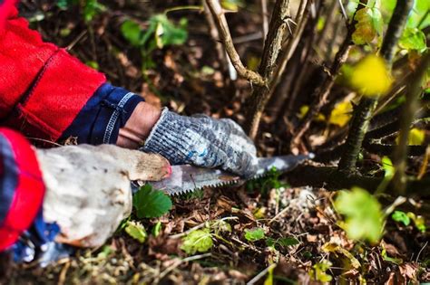 Premium Photo The Gardener Cuts The Bushes With A Hand Saw Gardening