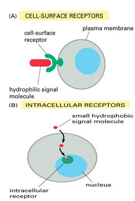 T 02 Receptor Interaction Flashcards Quizlet