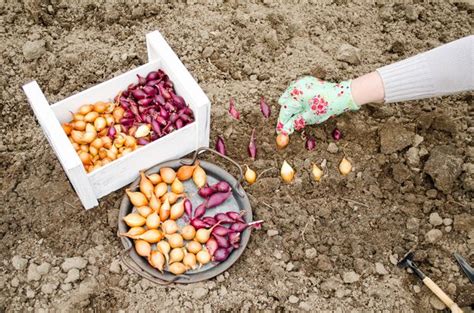 Planter des oignons tout savoir pour réussir vos cultures Le Parisien