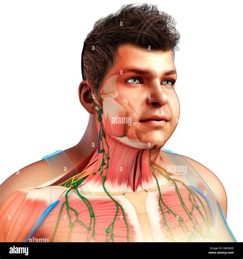 Anatomy Of Chest Muscles Male Male Chest Anatomy Of Thorax With Heart