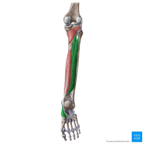 Tibialis Posterior Origins Insertions And Actions Kenhub