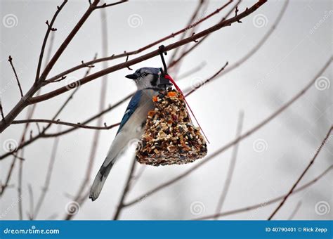 Blue Jay eating seeds stock image. Image of nature, branches - 40790401