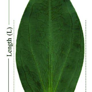 Maximum Length L And Width W Of Leaf Of Eustoma Grandiflorum And