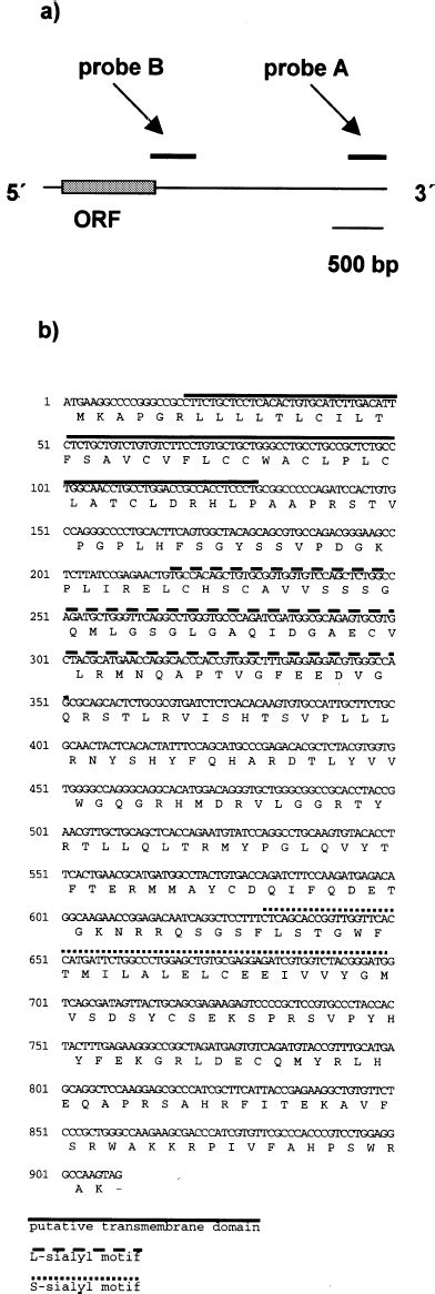 A Schematic Structure Of The 3635 Bp Full Length CDNA Clone MK45 The