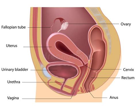 The Female Reproductive System Is Made Up Of Internal Organs And External Structures Stock