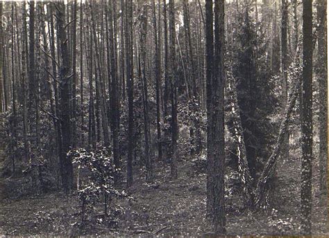 1928. Альбом «Русский Северный лес» З.З.Виноградова. Часть 1: humus ...
