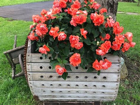 Seven Dazzling Double Impatiens Flowers To Enhance Gardens