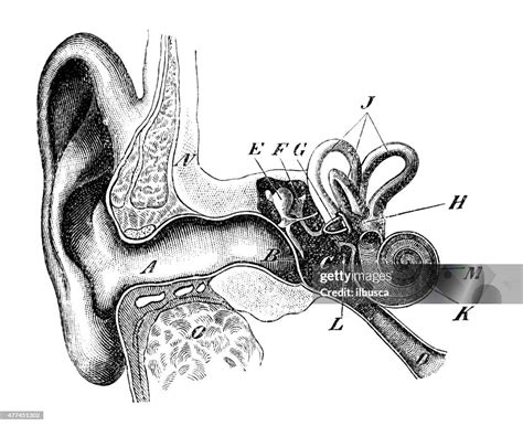 Antique Medical Scientific Illustration Highresolution Human Ear High