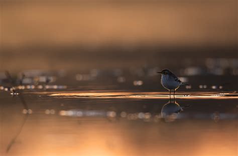 Citrine Wagtail By Nature Images 500px