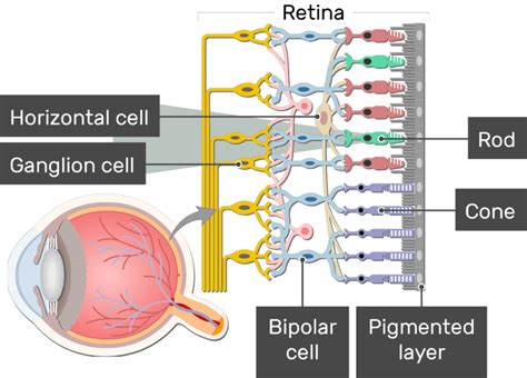 Retina Layers And Diagram Getbodysmart