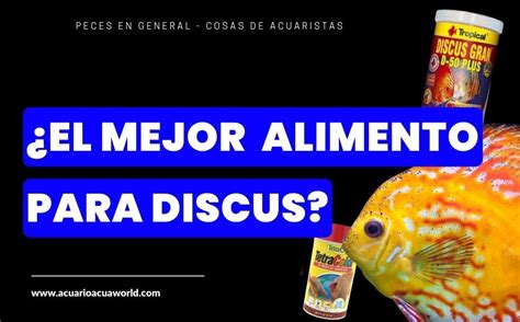 Los Mejores Alimentos Para Peces Disco Comparativa TetraColor