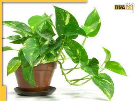 Money Plant Vastu चोरी करके मनी प्लांट लगाना शुभ या अशुभ जानें क्या