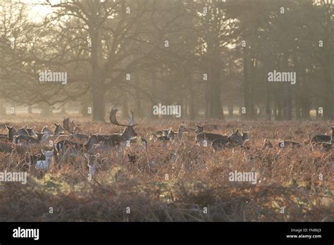 Deer in Bushy Park, London Stock Photo - Alamy