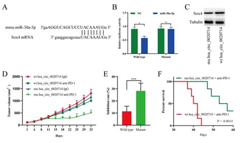 Topic Lung Cancer Drug Resistance