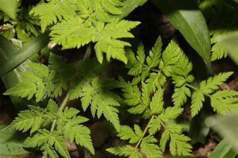 Sweet Cicely From Millcroft Road Woolton Liverpool Merseyside Uk