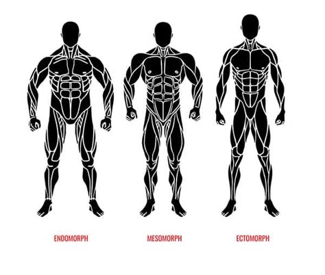 آشنایی با تیپ های مختلف بدنی در بدنسازی