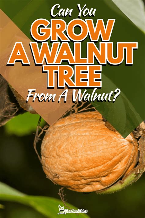 Can You Grow A Walnut Tree From A Walnut