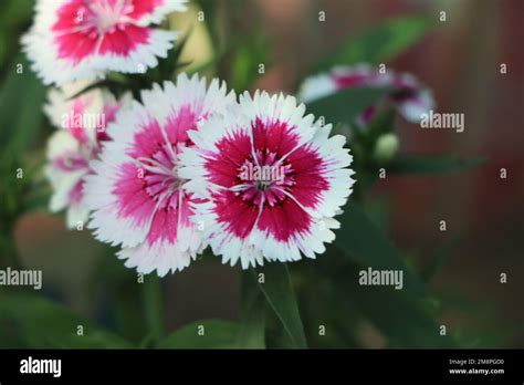 Dianthus Flower Dianthus Chinensis In Garden Stock Photo Alamy