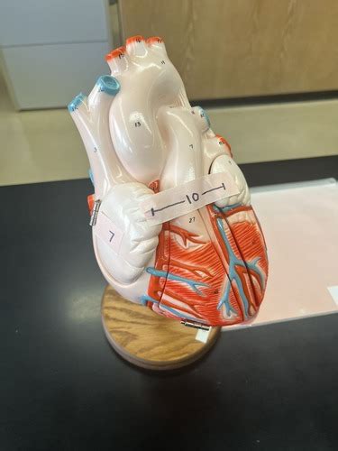 Heart Anatomy Lab Flashcards Quizlet