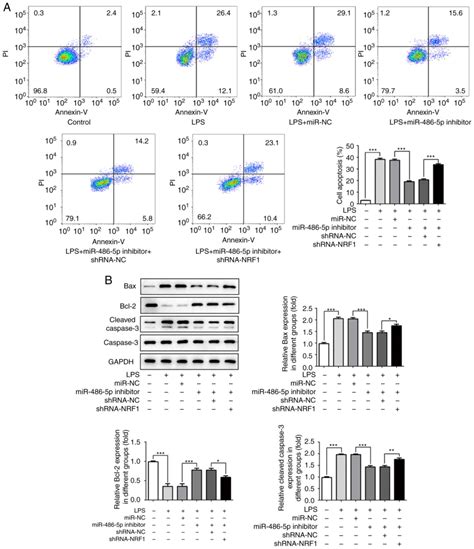 Downregulation Of Mir P Alleviates Lpsinduced Inflammatory Injury