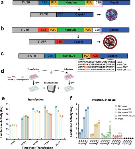 Figure From Using Recombination Dependent Lethal Mutations To