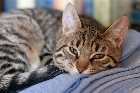 Leishmaniosi Del Gatto Cause Sintomi Cure E Consigli