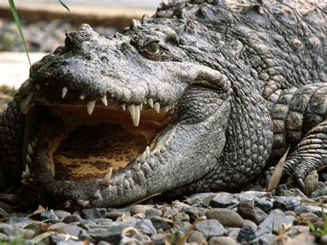 Lolong Buaya Terbesar Di Dunia Mati Bandar Bola