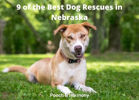 8 Of The Best Dog Rescues In Nebraska Pooch And Harmony