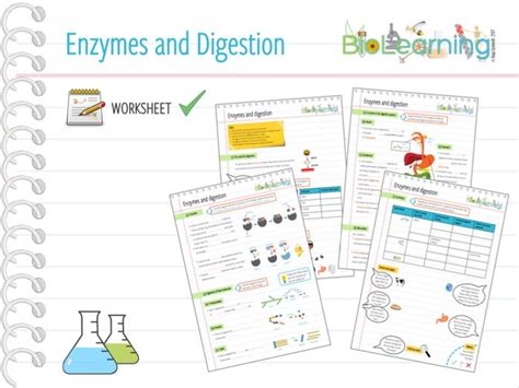 Enzymes And Digestion Worksheet Ks Ks Teaching Resources