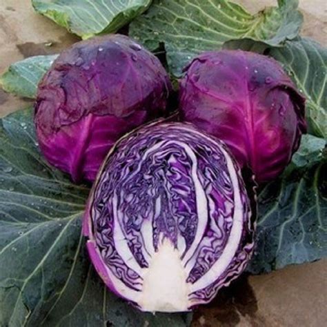 The More Purple Purple Cabbage Seeds Vegetable Seeds 200seed Cabbage