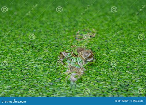 New Guinea Crocodile (Crocodylus Novaeguineae) in a Pond Full of Algae Stock Image - Image of ...