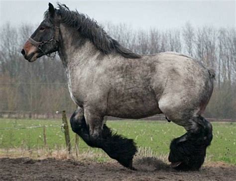 Belgian Draft Horse Horses Rare Horses Big Horses