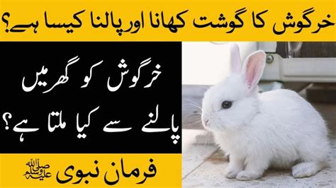 Rabbit Palna In Islam Khargosh Palna Kaisa Hai Khargosh Ka Gosht