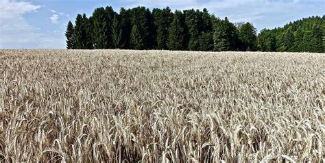 Climate change could increase arable land