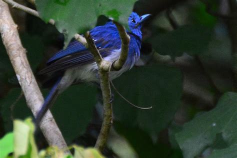 Black Naped Monarch From Huai Mae Priang Kaeng Krachan District