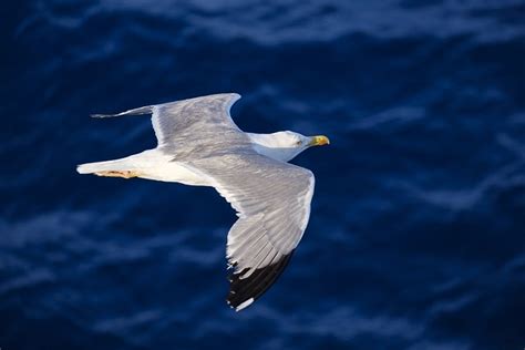 Free Mewa Audouin Seagull Images Pixabay