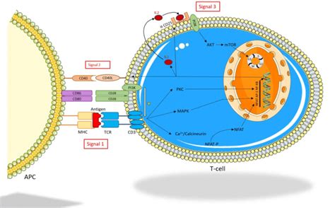 T Cell Activation Apc Antigen Presenting Cell Mhc Major