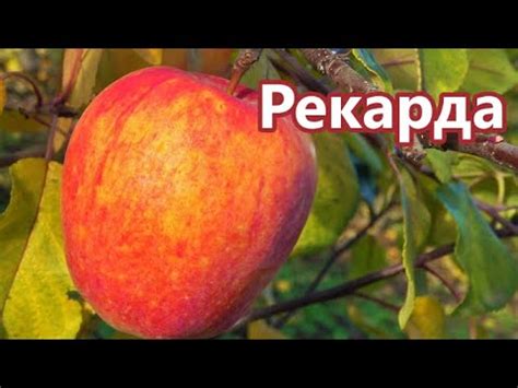 Сорт, не требующий химической защиты /Яблоня РЕКАРДА - YouTube