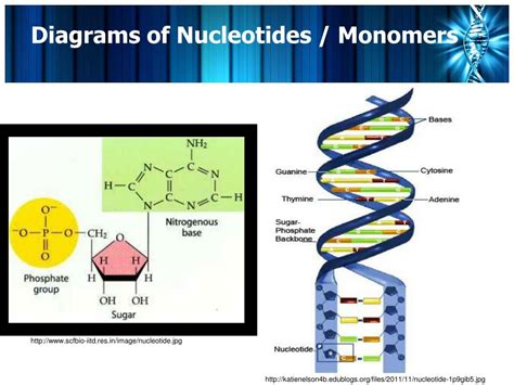 Ppt Nucleic Acids Powerpoint Presentation Free Download Id5171111